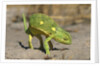 Flap-Necked Chameleon by Anonymous