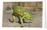 Flap-Necked Chameleon by Anonymous