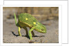 Flap-Necked Chameleon by Anonymous