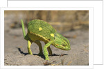 Flap-Necked Chameleon by Anonymous
