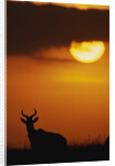 Topi Antelope Silhouette at Sunrise by Anonymous