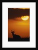Topi Antelope Silhouette at Sunrise by Anonymous