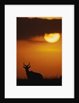 Topi Antelope Silhouette at Sunrise by Anonymous
