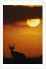 Topi Antelope Silhouette at Sunrise by Anonymous