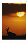 Topi Antelope Silhouette at Sunrise by Anonymous