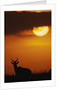 Topi Antelope Silhouette at Sunrise by Anonymous