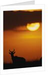 Topi Antelope Silhouette at Sunrise by Anonymous