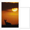 Topi Antelope Silhouette at Sunrise by Anonymous