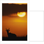 Topi Antelope Silhouette at Sunrise by Anonymous