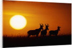 Topi Antelope Silhouettes at Sunrise by Anonymous