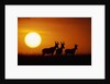 Topi Antelope Silhouettes at Sunrise by Anonymous