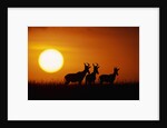 Topi Antelope Silhouettes at Sunrise by Anonymous