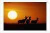 Topi Antelope Silhouettes at Sunrise by Anonymous