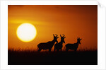 Topi Antelope Silhouettes at Sunrise by Anonymous
