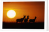 Topi Antelope Silhouettes at Sunrise by Anonymous