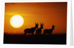 Topi Antelope Silhouettes at Sunrise by Anonymous