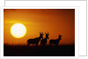 Topi Antelope Silhouettes at Sunrise by Anonymous