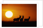 Topi Antelope Silhouettes at Sunrise by Anonymous