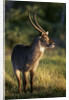 Waterbuck Standing in Grass by Anonymous