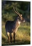 Waterbuck Standing in Grass by Anonymous