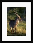 Waterbuck Standing in Grass by Anonymous