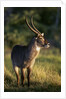 Waterbuck Standing in Grass by Anonymous