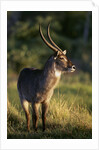 Waterbuck Standing in Grass by Anonymous