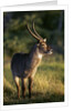 Waterbuck Standing in Grass by Anonymous