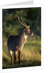 Waterbuck Standing in Grass by Anonymous