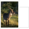 Waterbuck Standing in Grass by Anonymous