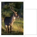 Waterbuck Standing in Grass by Anonymous