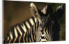 Close-up of Plains Zebra by Anonymous
