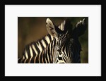 Close-up of Plains Zebra by Anonymous