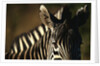 Close-up of Plains Zebra by Anonymous