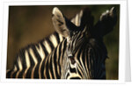 Close-up of Plains Zebra by Anonymous