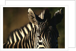Close-up of Plains Zebra by Anonymous