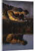 Nile Crocodile with Open Mouth by Anonymous