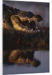 Nile Crocodile with Open Mouth by Anonymous