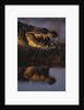 Nile Crocodile with Open Mouth by Anonymous