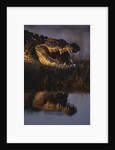Nile Crocodile with Open Mouth by Anonymous