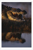 Nile Crocodile with Open Mouth by Anonymous