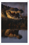 Nile Crocodile with Open Mouth by Anonymous