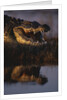 Nile Crocodile with Open Mouth by Anonymous