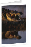 Nile Crocodile with Open Mouth by Anonymous