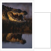 Nile Crocodile with Open Mouth by Anonymous