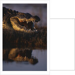 Nile Crocodile with Open Mouth by Anonymous
