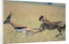 Cheetah Chasing Thomson's Gazelle by Anonymous