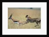 Cheetah Chasing Thomson's Gazelle by Anonymous