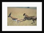 Cheetah Chasing Thomson's Gazelle by Anonymous
