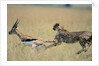 Cheetah Chasing Thomson's Gazelle by Anonymous